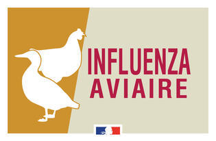 Influenza aviaire un foyer confirme dans le Morbihan large